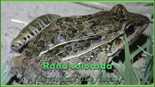 Rana colorada Leptodactylus fuscus IntroBio UNSa [upl. by Babbie950]