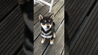 shiba inu dog photos 🤩 [upl. by Enimzaj135]