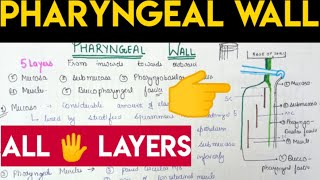 Pharyngeal wall Anatomy [upl. by Neau]