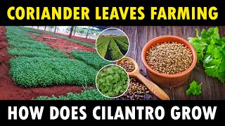 Coriander Farming  How does Cilantro grow  How to grow Coriander at Home [upl. by Anitnatsnoc]