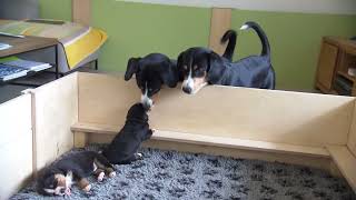 3 Woche  B Wurf  Entlebucher Sennenhunde von der Wideregg [upl. by Erodaeht]