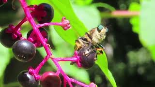 Redfooted Cannibal Fly on Poke berry [upl. by Onit]