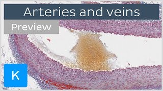 Histology of arteries veins and capillaries preview  Microscopic Anatomy  Kenhub [upl. by Adnileb]