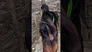 Lots of two goats they do very beautiful surprising shoots we enjoy 2024Episode61 [upl. by Selwin]