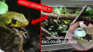 Venomous or PoisonousSiamese redneck keelback breeding and enclosure upgrade 🐍 [upl. by Sieracki]