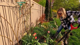 Transplanting Panicle Hydrangea amp Trimming Bergenia 💪😎🌸 Suburban Oasis [upl. by Eedrahs]