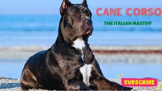 CANE CORSO ITALIAN MASTIFF [upl. by Raddi]