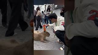 Do Crocodiles Loves Capybaras [upl. by Eppie18]