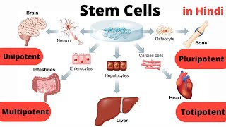 Stem Cells  Types  Unipotent  Multipotent  Pluripotent  Totipotent  in Hindi [upl. by Nnyla]