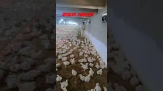 Racking krty howay broiler control shed poultrylife meat  poultaryfarm [upl. by Sheree]