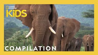 Animal Showdown 🐻🐊🦅  25 Minutes  Nat Geo Kids Compilation  natgeokids [upl. by Brockie]