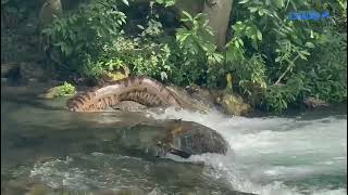 Sucuri gigante desliza pelo Rio da Prata e surpreende banhistas em balneário do Pantanal [upl. by Nennerb867]