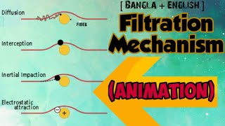 Mechanism of Filtration Animation videoAnanya Raiyan [upl. by Harrak921]