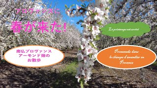 プロヴァンスお花見散歩春アーモンド畑 Balade dans les champs de fleurs amandiers en printemps [upl. by Marylinda]