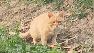 【保護猫】仲間外れにされた全盲の野良猫が小魚を求め漁師の元へ辿り着く→この後、衝撃の展開へ【感動する話】 [upl. by Imled]