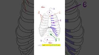 Your Treasure ChestThoracic Cavity  Anatomy Quiz 16 [upl. by Attenev]