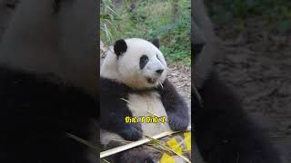 Huahua says who has no neck is goodlooking Pandas understand Sichuan dialect series National tr [upl. by Brit718]