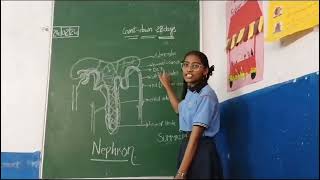 About nephron by class 10 student👩school learning biology srdigischoolbalapur [upl. by Ardy]