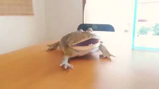 Worlds most longest frog scream ever [upl. by Okin]