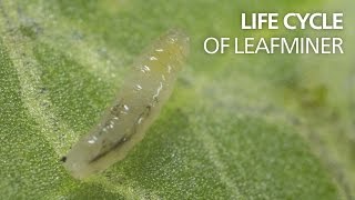 Life cycle of leaf miners [upl. by Ardeahp394]