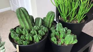 Tips For Care of Euphorbias And Update Of My Euphorbia Collection February 2018 [upl. by Ylatan]