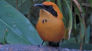 Closeup Of Rufous Motmot Shows Minor Changes In Its Plumage At Panama – Oct 10 2024 [upl. by Kersten]