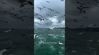 Gannet bird diving into the sea water Gannets northgannets birds [upl. by Delanie257]