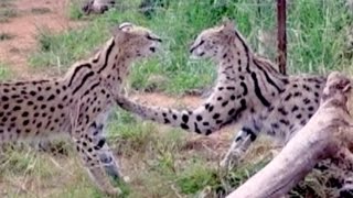 The Serval Ballet Dance  Africa Wild Cats Settle Dispute Through Animation Rather Than A Fight [upl. by Cutlip]