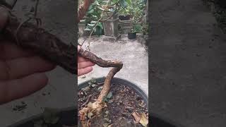 Pré bonsai de Pitangatuba bonsai frutífera [upl. by Rudiger]