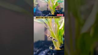 CLOWN Killifish livingtheaquascapelifestyle killifish aquarium aquariumlife aquariumfish [upl. by Nabroc]