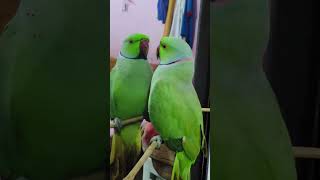 Parrot talking papa🥰🥰 parrot parrot saying papa Mitthu mummy youtube shorts dishantdk2021 [upl. by Ellennahs]