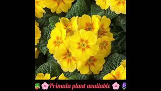 🪻🪴🌸Primula plant available 🌸🪻🪴18 colours availableAll India home 🏠 delivery 🚚 [upl. by Elockin]