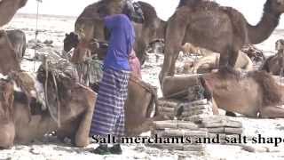 EthiopiaDanakil DesertSpectacular scenes of Salt Caravans and Afar people [upl. by Marylinda415]