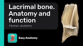 Lacrimal bone Anatomy amp Function [upl. by Sato560]