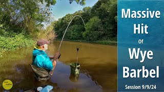 BARBEL FISHING  Rising River MADNESS  MASSIVE HIT Of River Wye Barbel  9924 Video 517 [upl. by Miki]