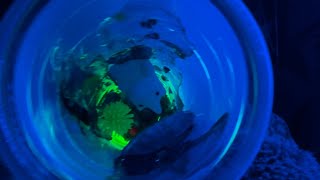 ASMR  Fish Bowl Unique Sounds for Tingles and Relaxation [upl. by Beller]