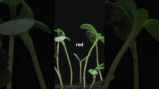 Growing Plants on Mars Meet Arabidopsis Thaliana mars spacex future dailiy shorts [upl. by Asher]