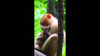 Watch the Heartwarming Bond Between Monkey Sheba and Her Adorable Baby Cat A Touching Tale of Love [upl. by Sadie]