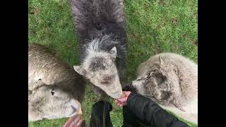 Morning Sheep Time 5 Dec 2024 [upl. by Gent43]