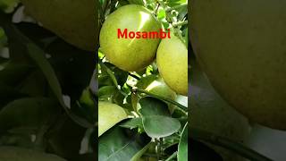 Mosambi tree at homeviralvideo viralsong trending [upl. by Yrehc]