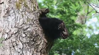 Bear in a Tree  ViralHog [upl. by Tomkin]