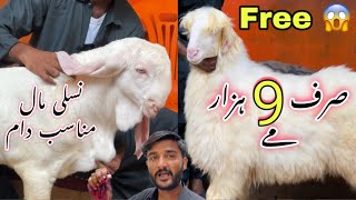 Sirf 9 Hazar Me 😍  Fancy Bakra Or Dumba For Qurbani 2025  Aj To Free Me Le Jao 😍 [upl. by Lenox]