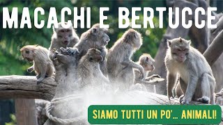 I Macachi e le Bertucce  Siamo tutti un po  animali  I mammiferi raccontati ai bambini [upl. by Hayalat]