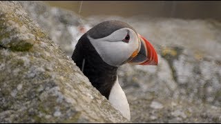 Puffins in Norway [upl. by Claudine73]