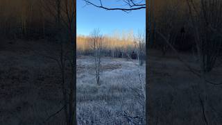 2024 deer season michigan deerseason whitetails goodluck hunting [upl. by Shere]