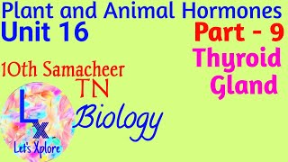 10th std Biology Unit 16 Plant and Animal hormones Thyroid Gland Part 9Samacheer Kalvi TN [upl. by Anir824]