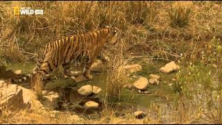 La Reina Tigre national geographic [upl. by Yromem611]