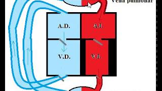 Estructura del corazón y circulación sanguínea [upl. by Ybbob958]