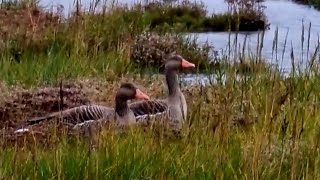 Wildvögel auf Wangerooge [upl. by Eannej]