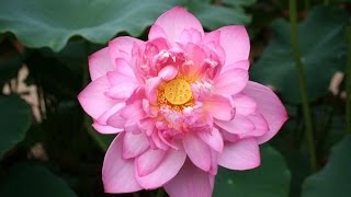 Lotus Planting Video Know everything you need to successfully grow a lotus [upl. by Jacquelynn]